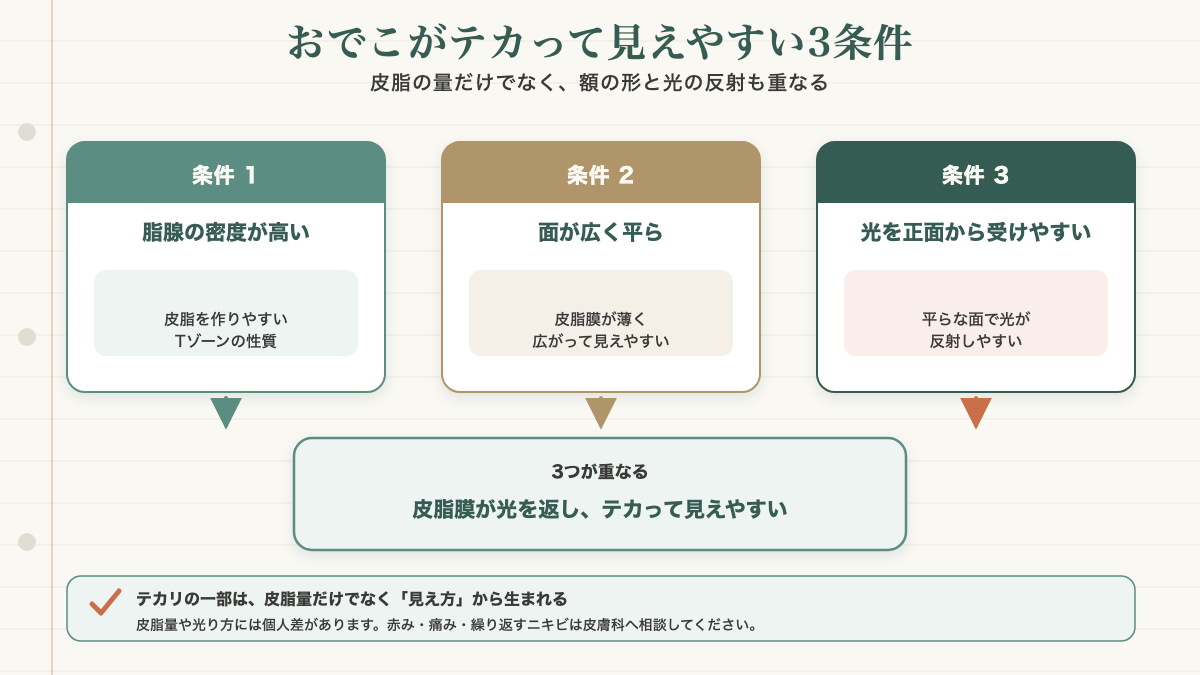 おでこがテカって見えやすい理由を、脂腺の密度が高いこと・面が広く平らなこと・光を正面から受けやすいことの3つの条件の重なりとして示す図解